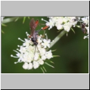 Exetastes adpressorius - Schlupfwespe m02a 10mm - OS-Hellern Wiese det06.jpg